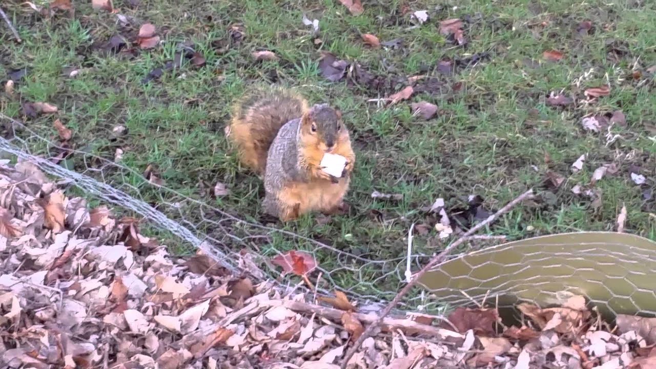 Squirrel eating marshmallow YouTube