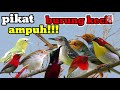 Pikat Suara Jenis Semua Burung Kecil Di Jamin Ampuh Mp3 - Mp4 Download