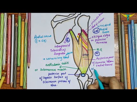 Triceps Brachii Muscle