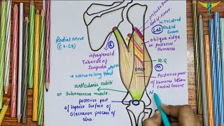 Triceps Brachii Muscle | Overview and Origin | Actions | Nerve supply | clinical testing