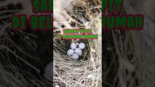 Download Lagu Sarang Burung Pipit Emprit di Pohon Jambu | The Beauty of Coexistence: Birds and Humans in Harmony MP3