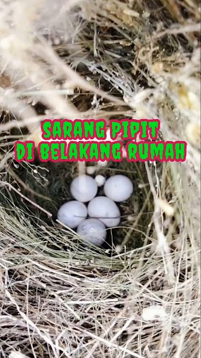 Sarang Burung Pipit Emprit di Pohon Jambu | The Beauty of Coexistence: Birds and Humans in Harmony