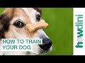 Dog Training with Positive Reinforcement: How to Train a Dog Dog Training with Positive Reinforcement: How to Train a Dog