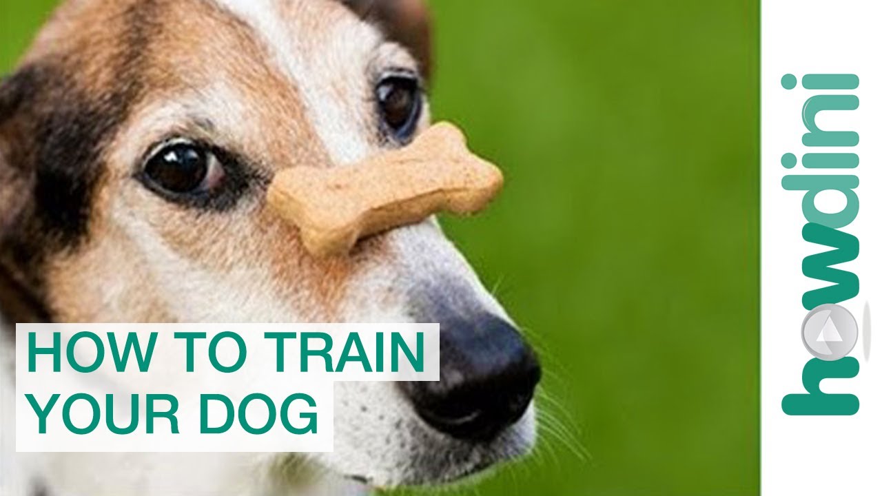 Dog Training with Positive Reinforcement How to Train a Dog YouTube