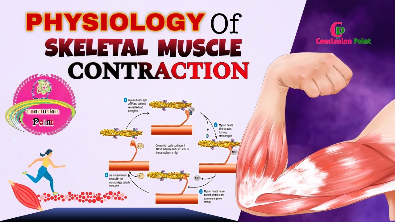 MUSCLE CONTRACTION || Physiology || Skeletal Muscle || Sliding Filament ...