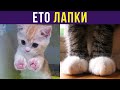 Приколы с котами. ЛАПКИ. Созданы удивлять | Мемозг #293