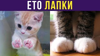 Приколы с котами. ЛАПКИ. Созданы удивлять | Мемозг #293