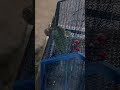 #parrot #parrottalking #petlover #viral