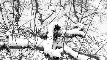 Pruning semi dwarf apple trees