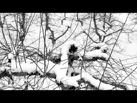 Pruning semi dwarf apple trees
