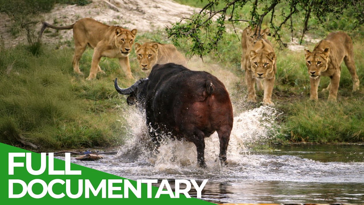 Africa’s Deadliest: Killers in Packs | Free Documentary Nature