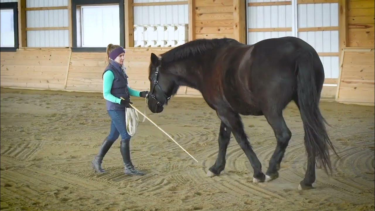 How to Change Directions While Lunging YouTube