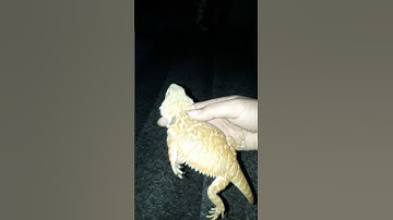 Chia tay bé rồng úc về nhà mới #beardeddragon #ronguc #pet #bosat #reptile #rồng #dragon #exoticpet