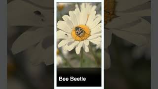 Bee Beetle #short #shorts