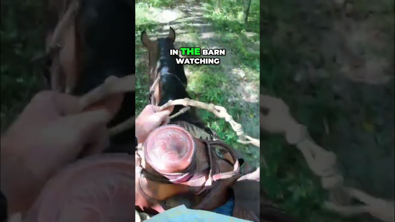 Walking Horse Training: Building Trust and Confidence With My Mare