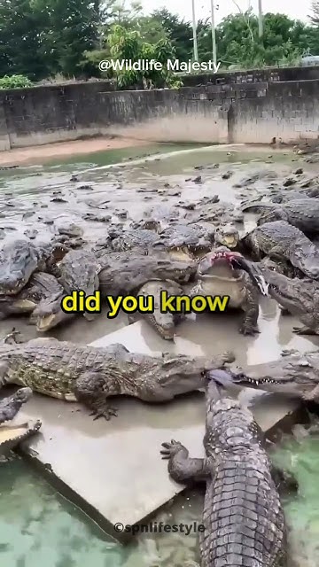 What are some unique physical adaptations that make crocodiles