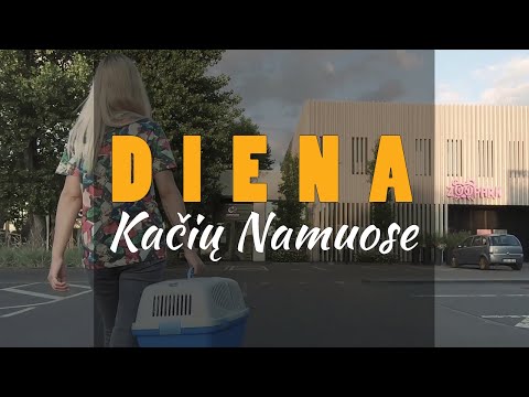 Video: Dažyti, Spalvos Pakitę Dantys Katėms