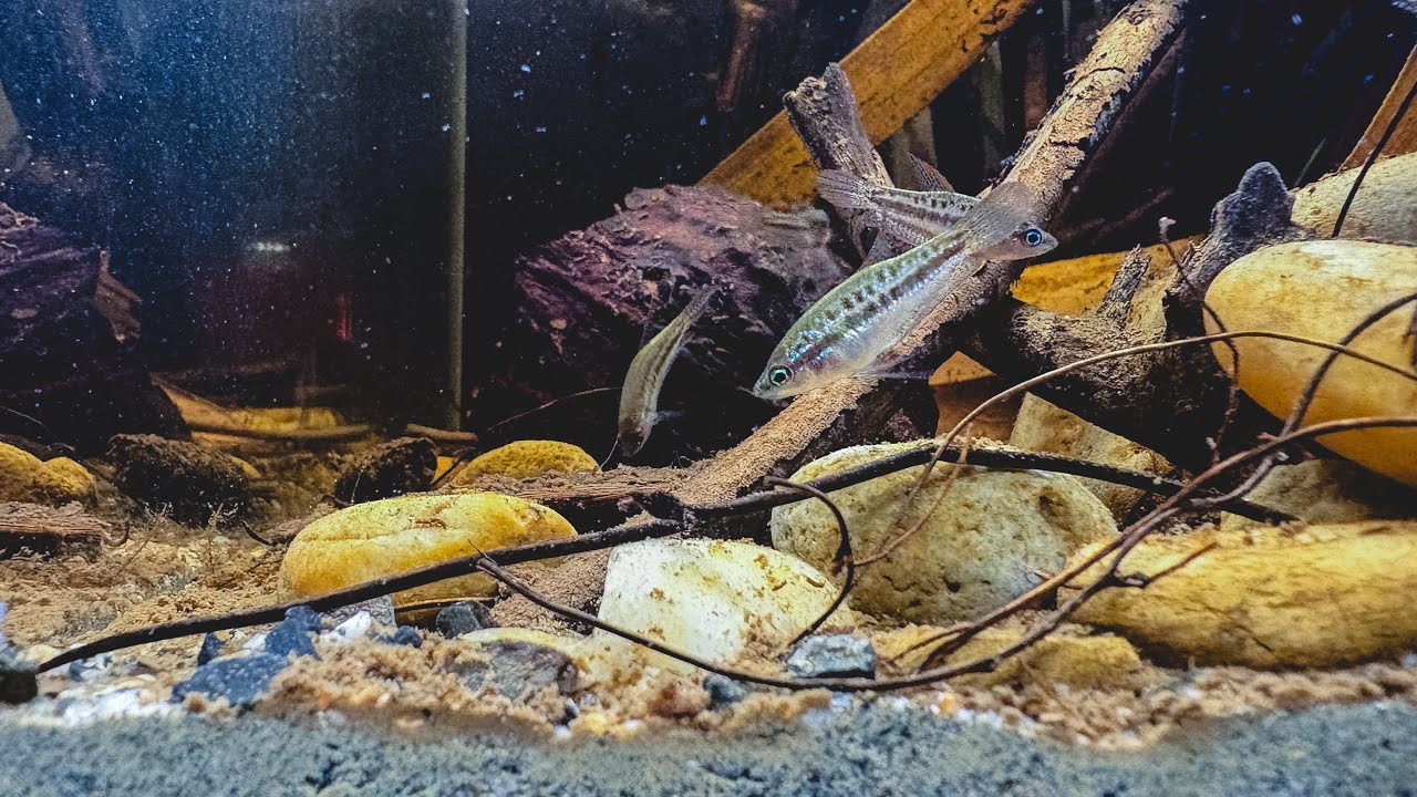 Biotopo Trichopsis Pumila 