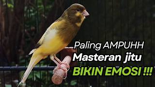 Download lagu KENARI GACOR Cuit CUIT BIRAHI UNTUK PANCINGAN & MASTERAN Kenari PAUD AGAR BUNYI