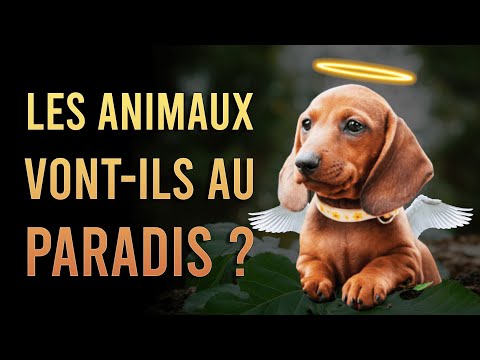Vidéo: Les chiens vont-ils au paradis? Une perspective chrétienne