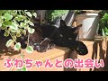 ふわちゃんとの出会いと、これからについて