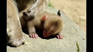 Baby monkey to practice eating wheat by Baby Monkey J 1,010 views 2 months ago 2 minutes, 17 seconds