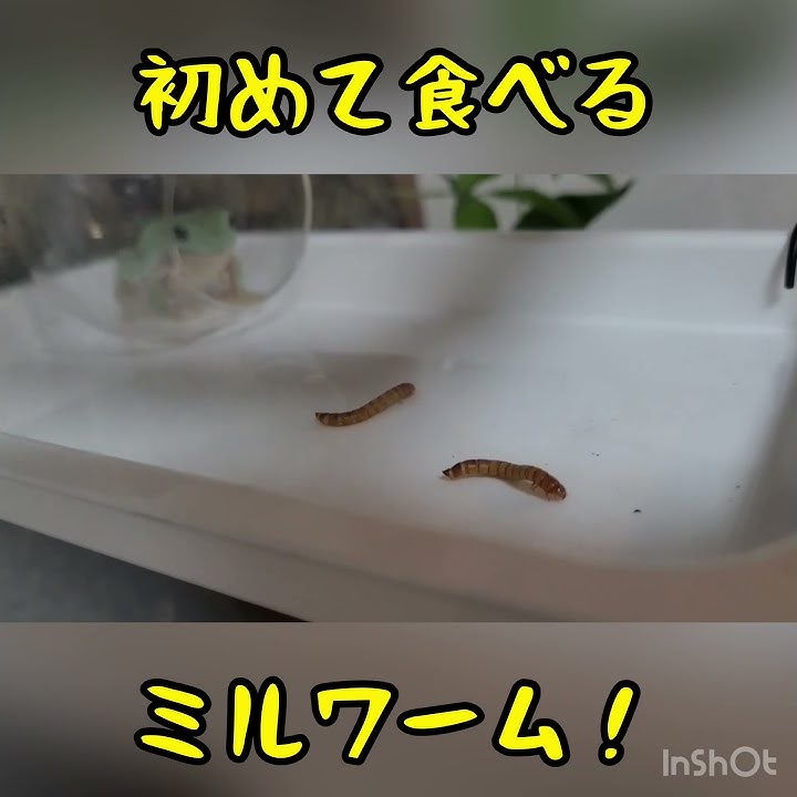 スカーレットちゃんねる Youtube