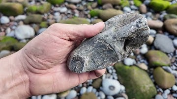 Fossil Hunting Sandsend in Summer