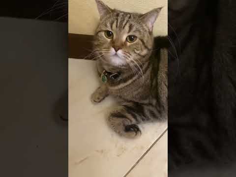 Почему нельзя наказывать кошек 🐈🐈‍⬛