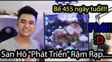 Review Bể Cubic 40 Nuôi Cá Nemo Sau Hơn 1 Năm (455 ngày) Theo Phong Cách Chơi "Cơ Bản - Rina Style"