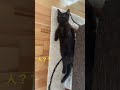 なにもしたくない子猫 / Kittens don&#39;t want to move