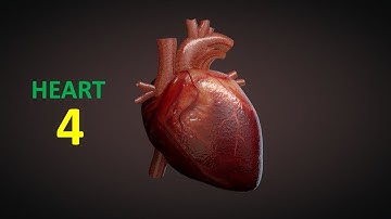 Heart (Part-4). Prof. Dr. Md. Ashfaqur Rahman