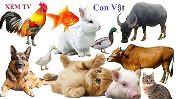 Con Trâu - Con Bò - Con Khỉ - Con Gà - Con Heo - Con Vịt - Các Con Vật
