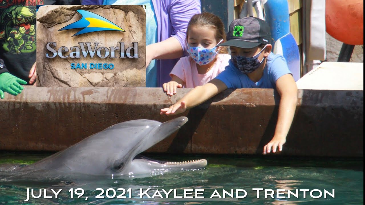 Sea World San Diego Dolphin Encounter YouTube