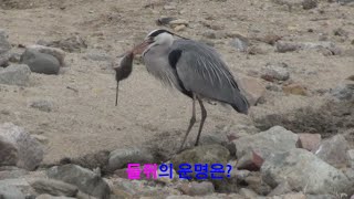 왜가리에게 잡힌 들쥐의 운명은?