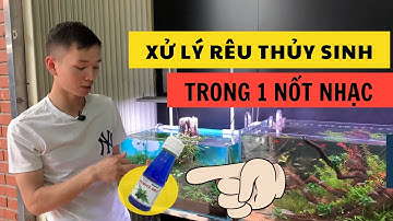 Xử lý rêu thủy sinh trong 1 nốt nhạc | Nguyễn Du aqua