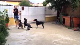 Deutsch Drahthaar .Deutschdrahthaar.ro