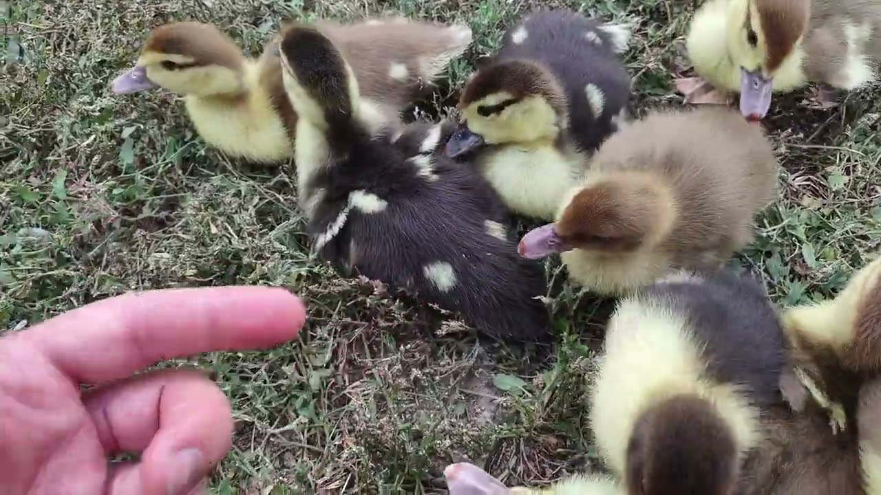 Raising Muscovy Ducks PT 7: Week 1 Ducklings + Behavior