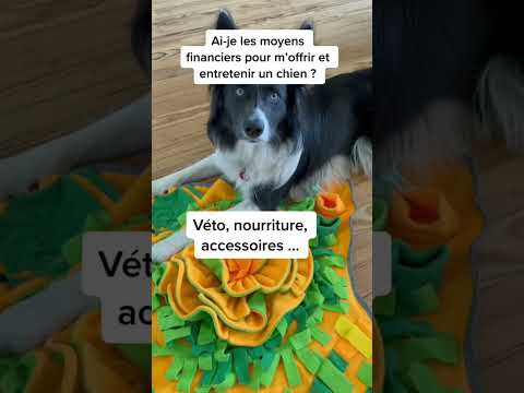 Vidéo: Enlever la tête d'un tic d'un chien