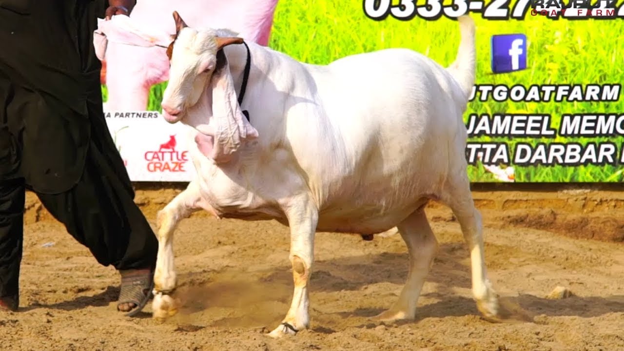 Gaint Goats I Rajput Goat I Pakistan Farming I Parrot Studio