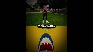 Tone France Versus King Zippy