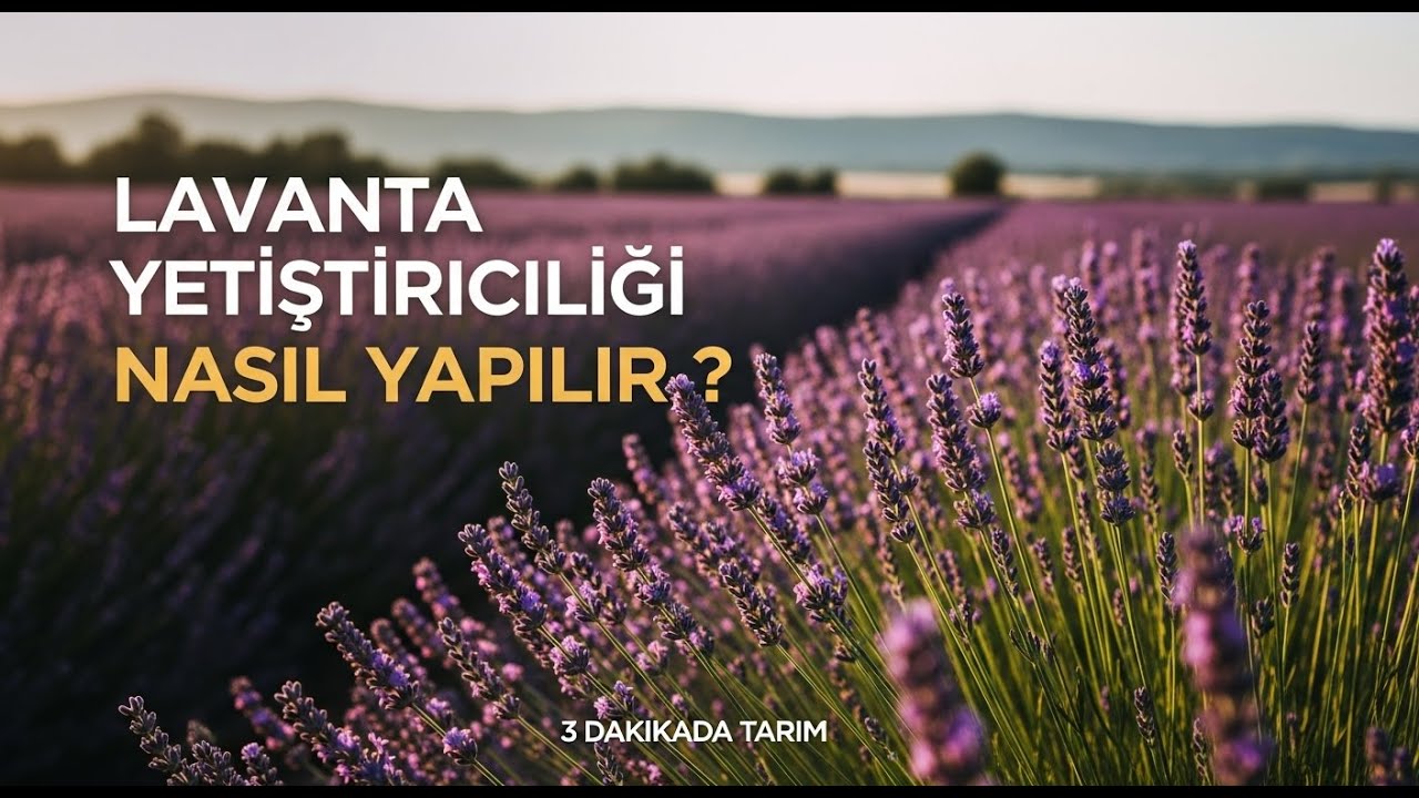 Lavanta Yetiştiriciliği Nasıl Yapılır? | Tarımsal Üretim Rehberi