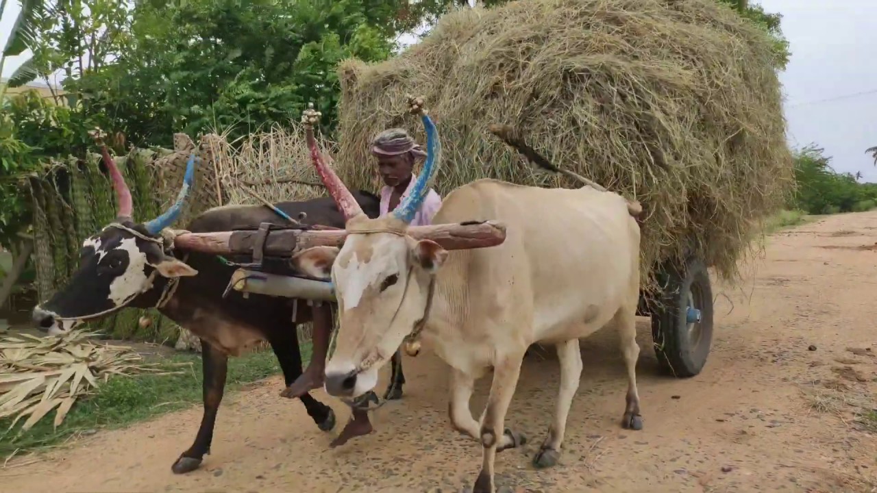 Bullock cart Heavy Power performance | jallikattu kalai heavy loading | Bullock Cart running