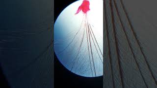 #Down feather#BSC 4 semester#