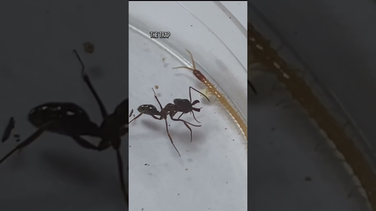 Сила укуса муравья-ловушки вас ШОКИРУЕТ