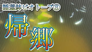 【Biotope】睡蓮鉢ビオトープ⑧ 子メダカを親メダカの元へ