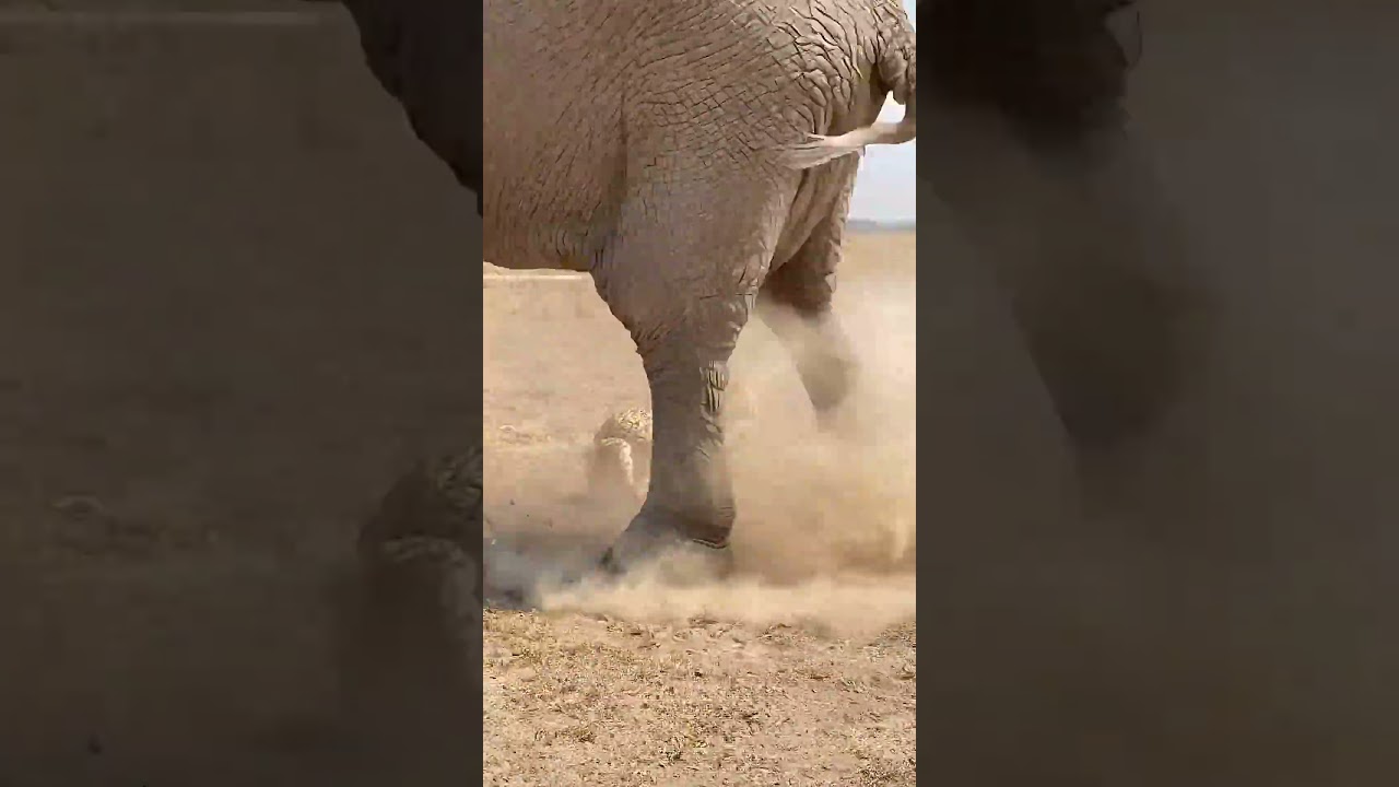 Elephant launchers cheethah into the air