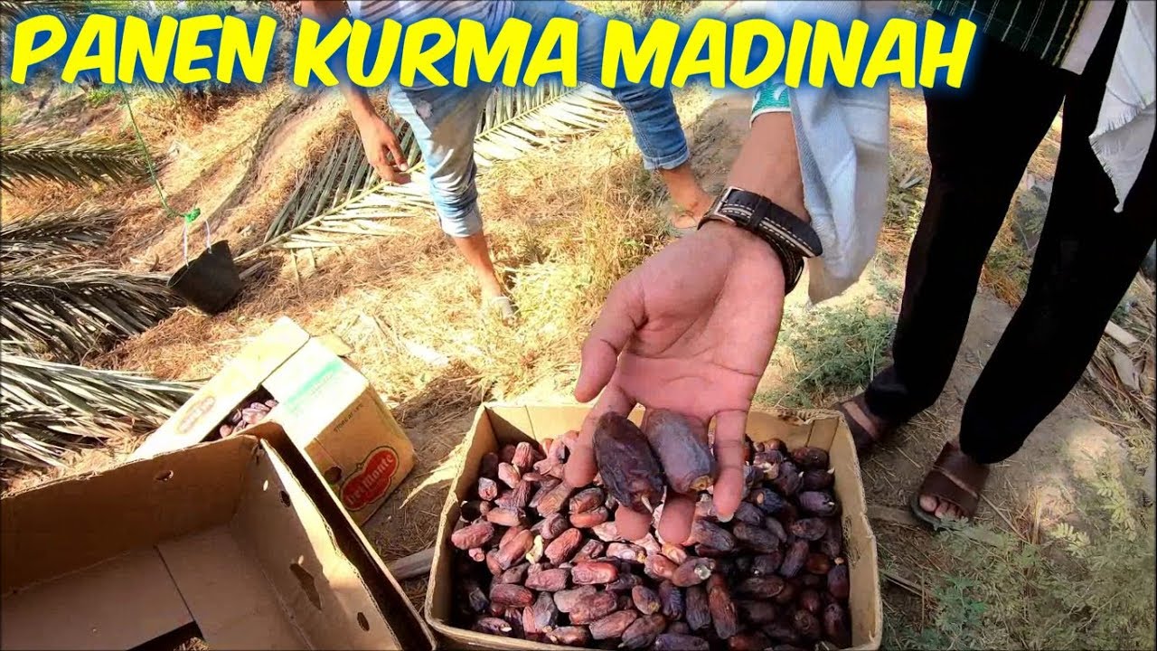 TERNYATA SEPERTI INI PANEN KURMA DI MADINAH