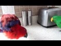 parrots acting Territorial (worse when hormonal)