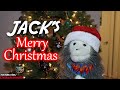 JACK's Merry Christmas